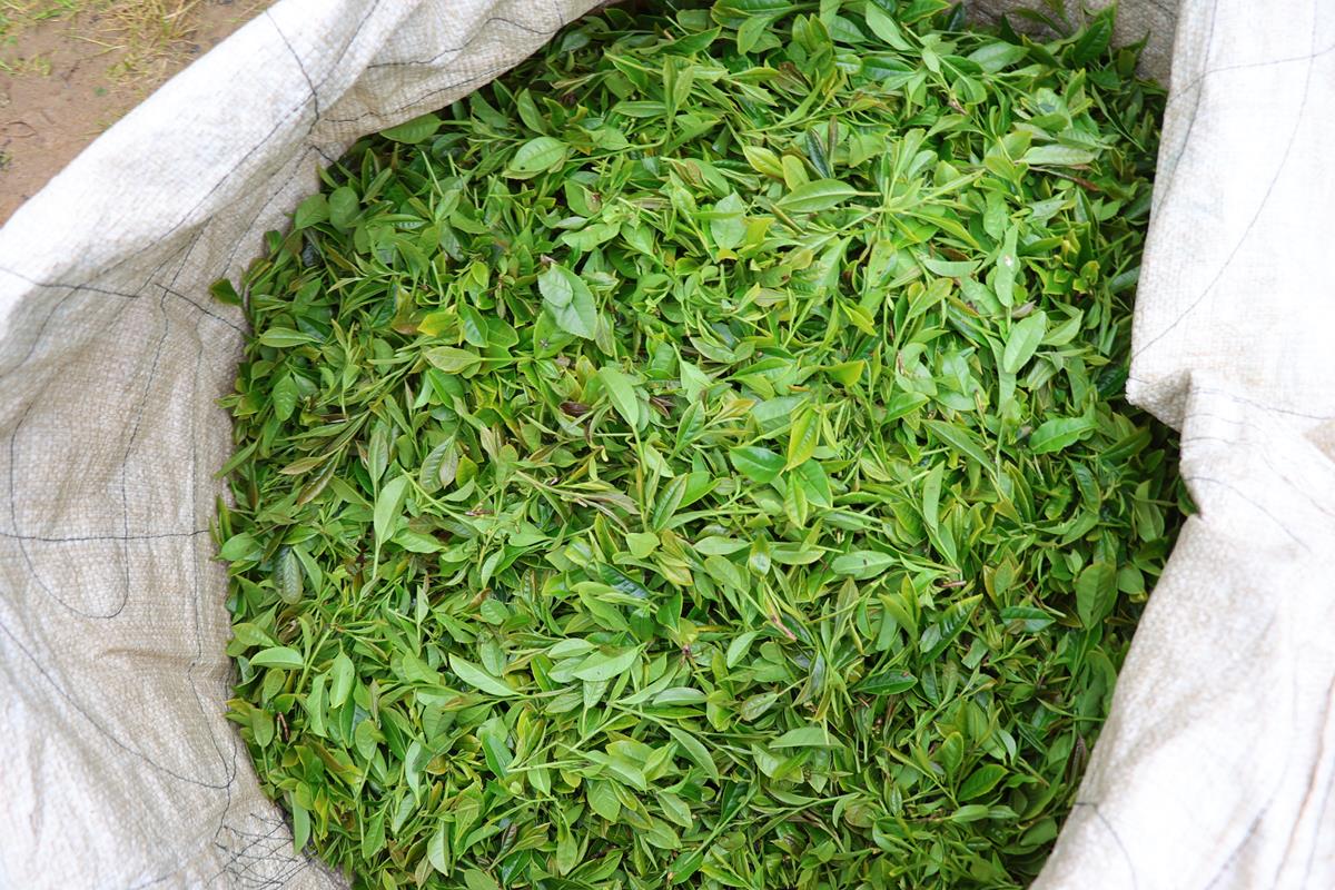افزایش ۷۰ درصدی  نرخ خرید تضمینی برگ سبز  چای در گیلان